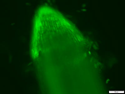 Foto: Fluoreszenzmikroskopie von ROS in einer Wurzelspitze von Avena strigosa, gefärbt mit 2′,7′-Dichlordihydrofluorescein-Diacetat ©Copyright: Max Klotzsche