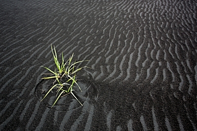 Foto: Pioniergräser besiedeln vulkanischen Sand ©Copyright: Ruedi Haeberli/Unsplash