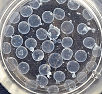 Foto: Capsules made by interaction of chitosan and SDS ©Copyright: Behnam Keshavarzi