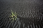 Foto: Pioneer grasses conquer volcanic sand ©Copyright: Ruedi Haeberli/Unsplash